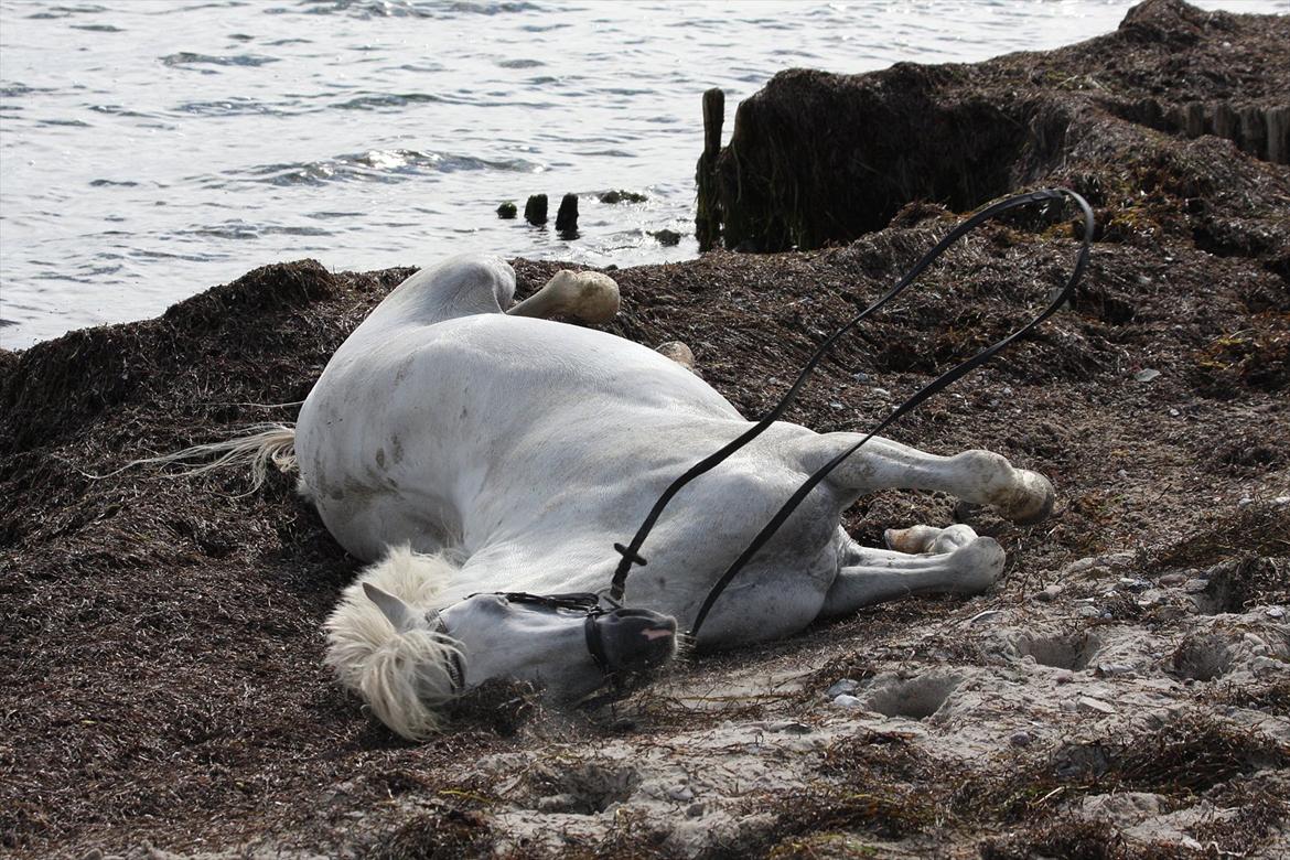 Welsh Pony (sec B) Møllegaards Showman A-Pony " Solgt" - Dejligt at rulle sig i sandet billede 9