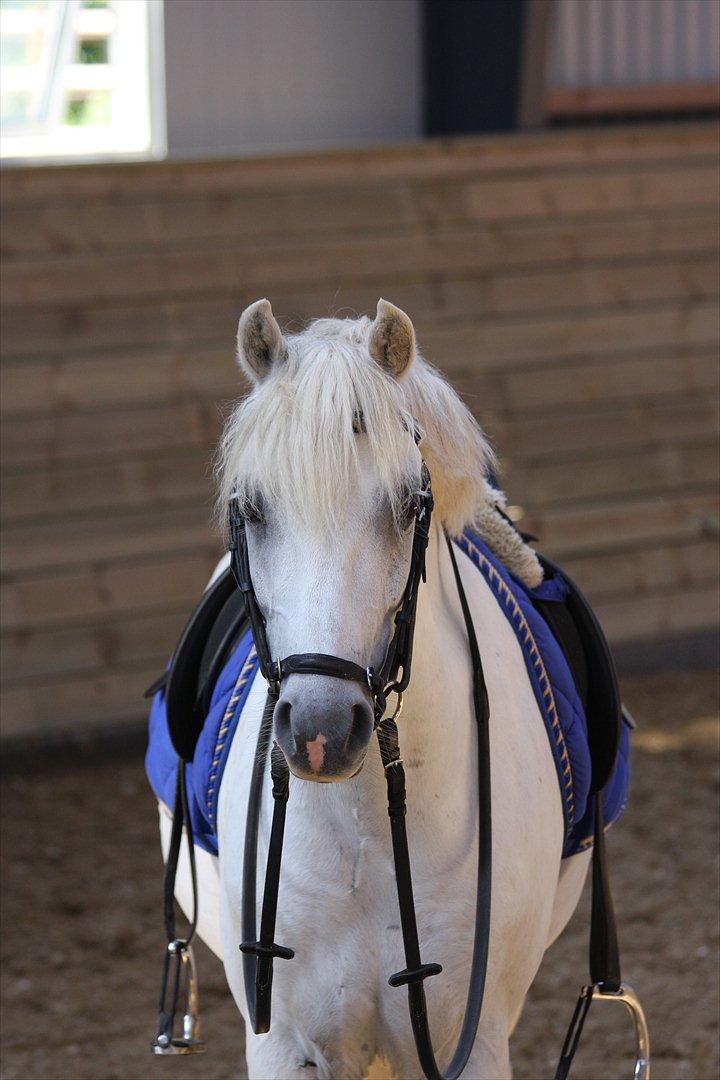 Welsh Pony (sec B) Møllegaards Showman A-Pony " Solgt" - Hej billede 6
