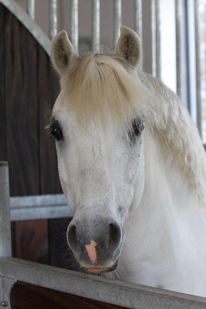 Welsh Pony (sec B) Møllegaards Showman A-Pony " Solgt" - Tak fordi du kiggede med - læg gerne en hilsen :-) billede 20