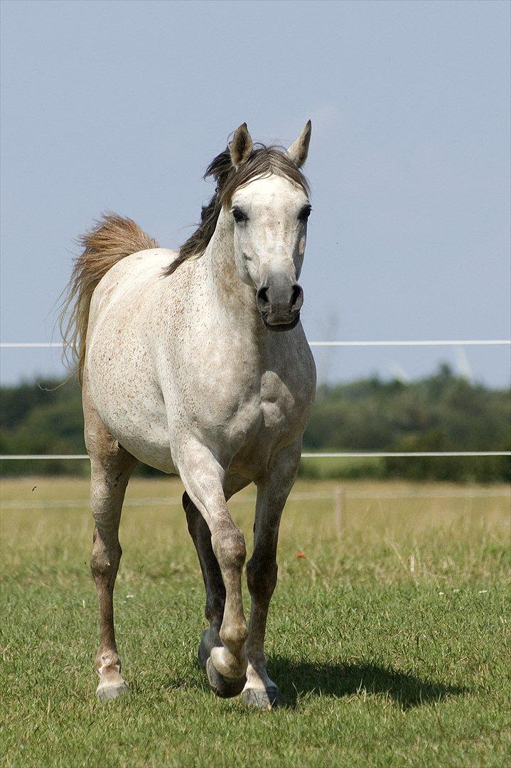 Arabisk fuldblod (OX) Arabi Aminn billede 4