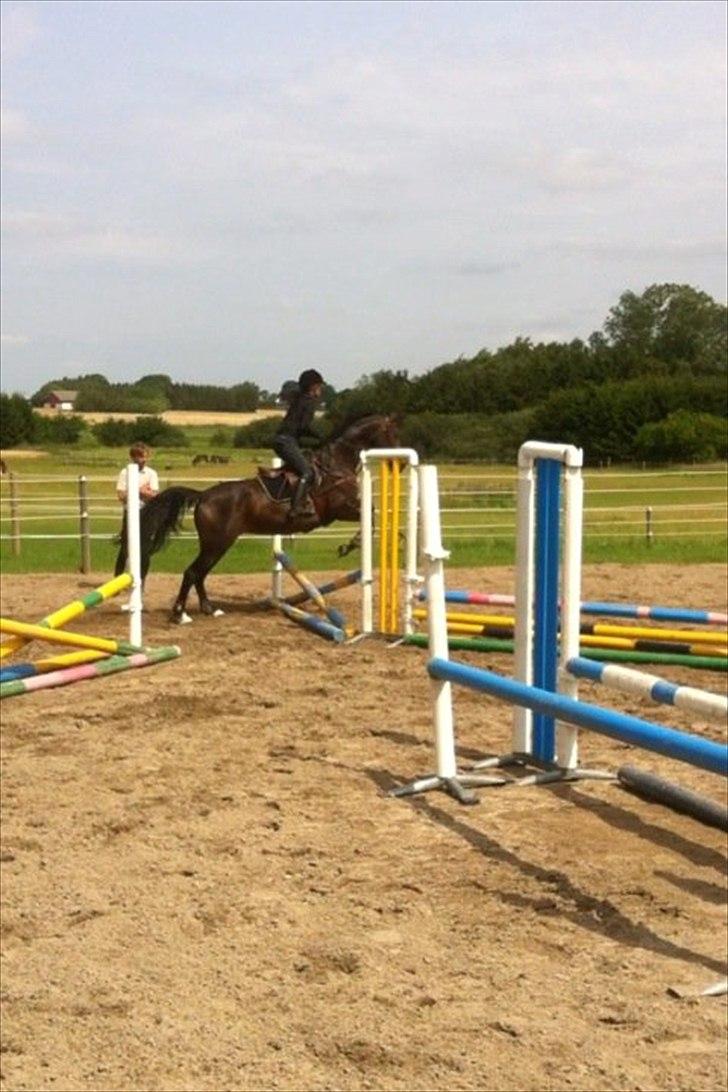 Westfaler Roma - Første springtræning hos Dennis!  billede 13