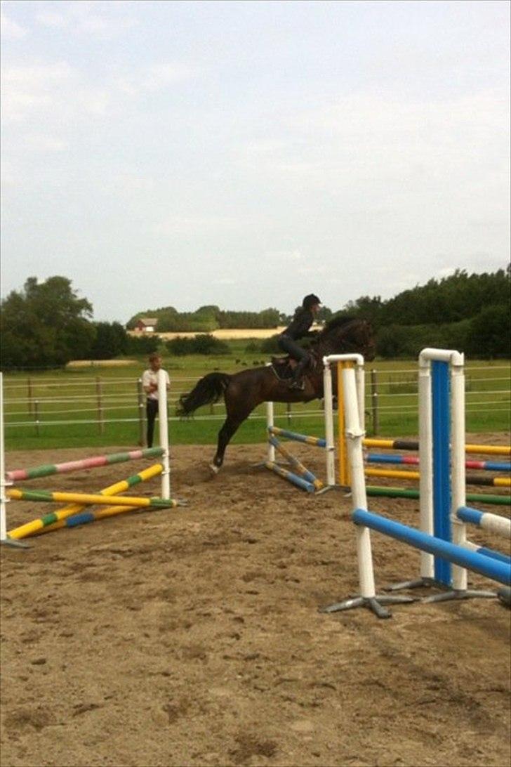 Westfaler Roma - Første springtræning hos dennis!  billede 14