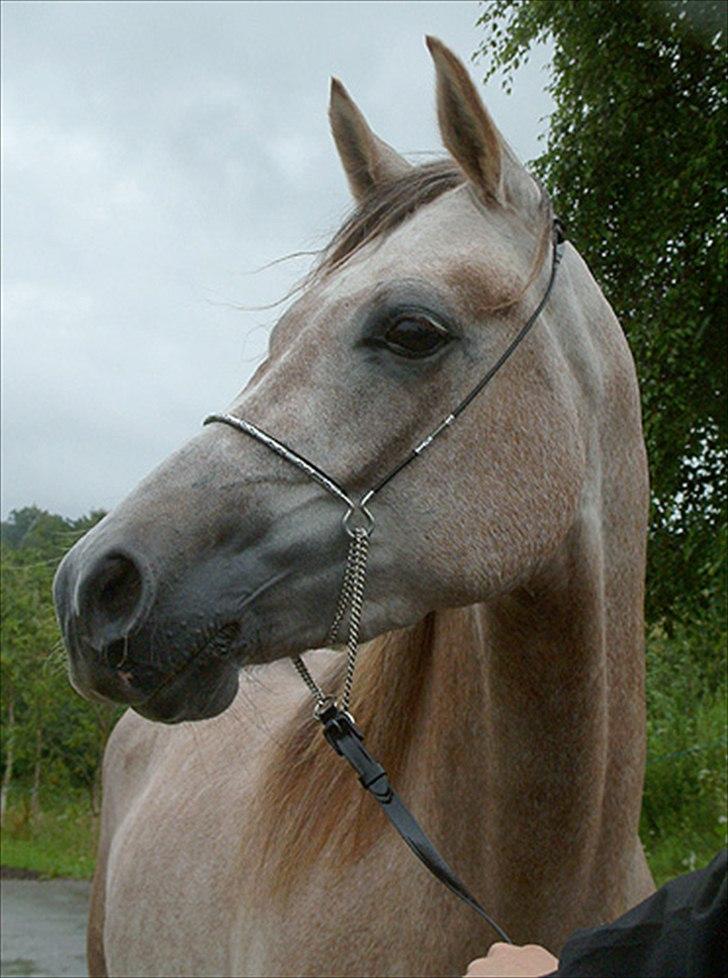 Arabisk fuldblod (OX) Arabi Aminn - Arabershow 2004 billede 7