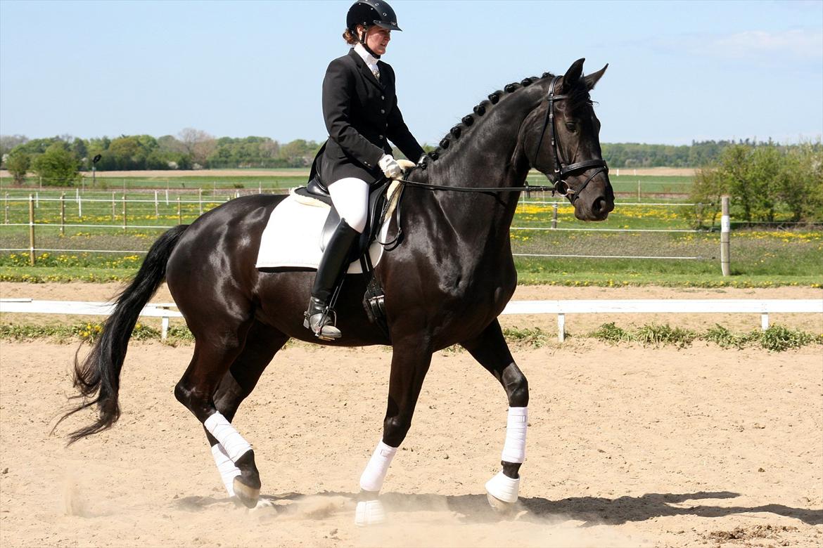 Dansk Varmblod Diana Royal billede 2
