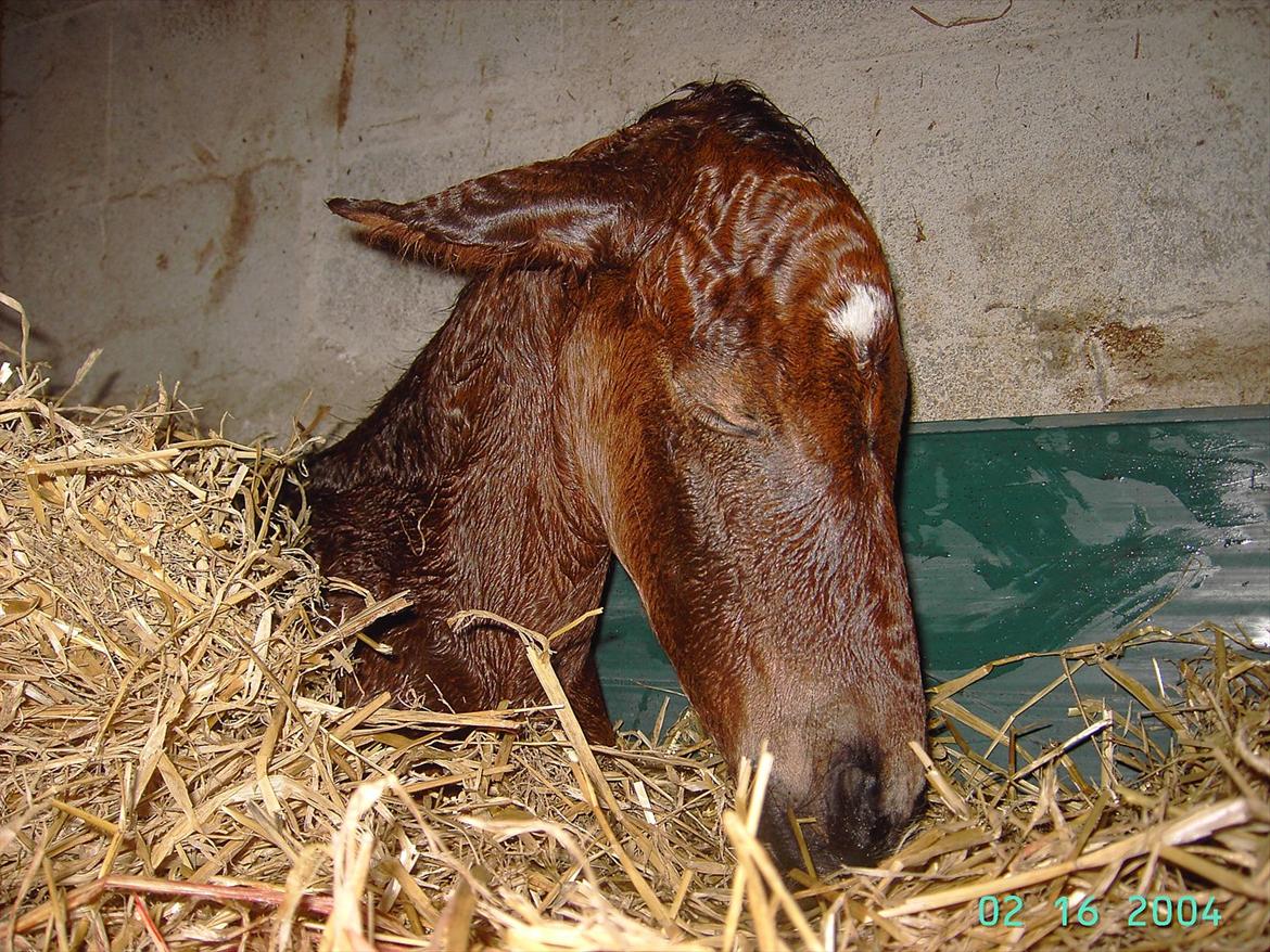 Dansk Varmblod luna (asferg's unik) solgt - Her er jeg lige kommet til verden billede 1
