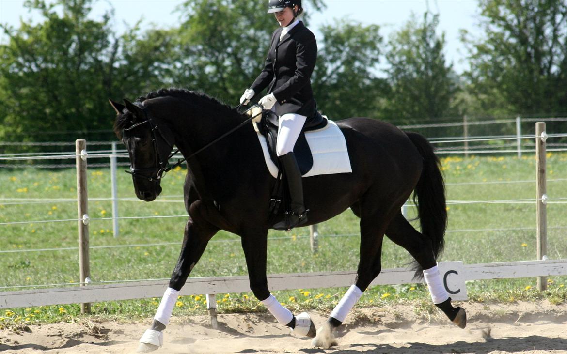 Dansk Varmblod Diana Royal billede 3
