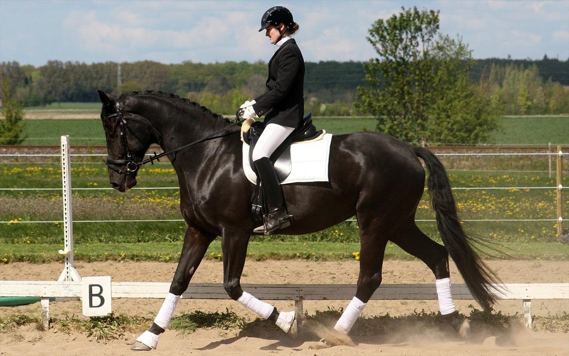 Dansk Varmblod Diana Royal billede 4