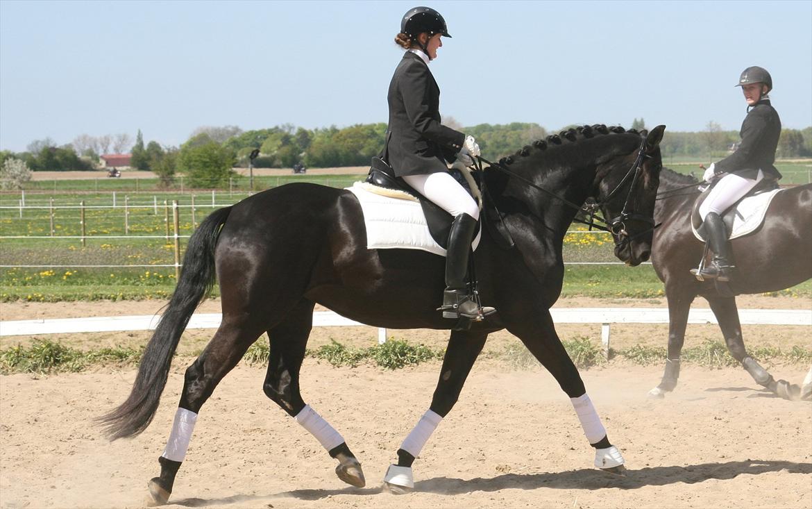 Dansk Varmblod Diana Royal billede 6