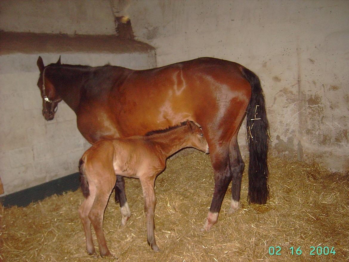 Dansk Varmblod luna (asferg's unik) solgt - oppe og stå og få noget og spise billede 2