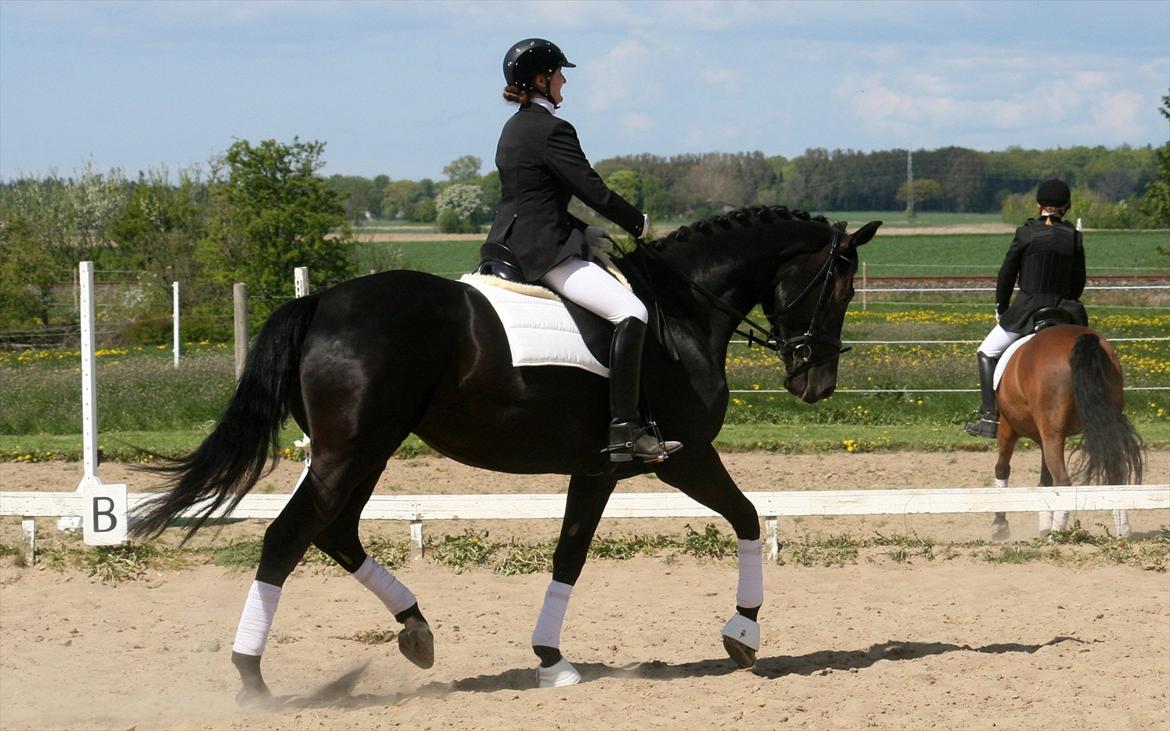 Dansk Varmblod Diana Royal billede 7