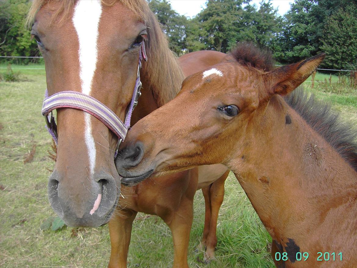 Dansk Varmblod luna (asferg's unik) solgt - her er jeg sammen med min helsøster celina,vi har samme mor og far men ligner ikke hinanden billede 3