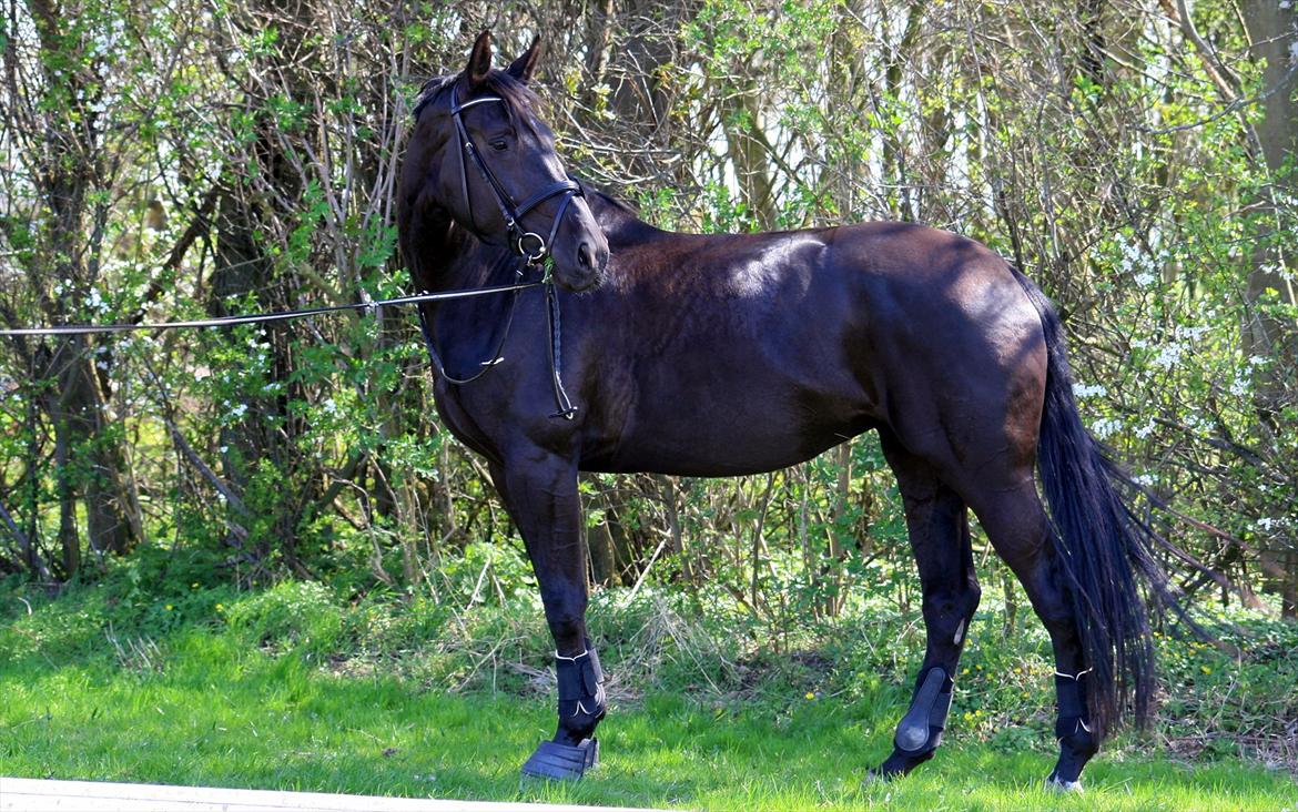 Dansk Varmblod Diana Royal billede 12