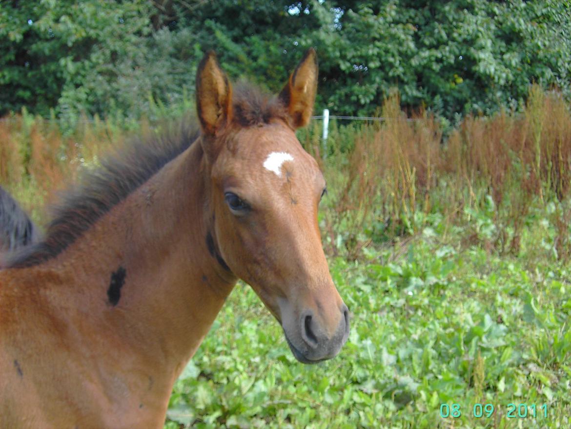Dansk Varmblod luna (asferg's unik) solgt billede 4