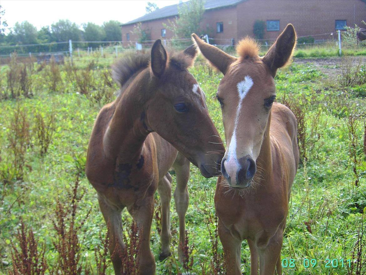 Dansk Varmblod luna (asferg's unik) solgt - min legekammerat troja billede 5