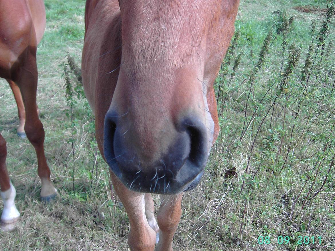Dansk Varmblod luna (asferg's unik) solgt - min søde mule billede 6
