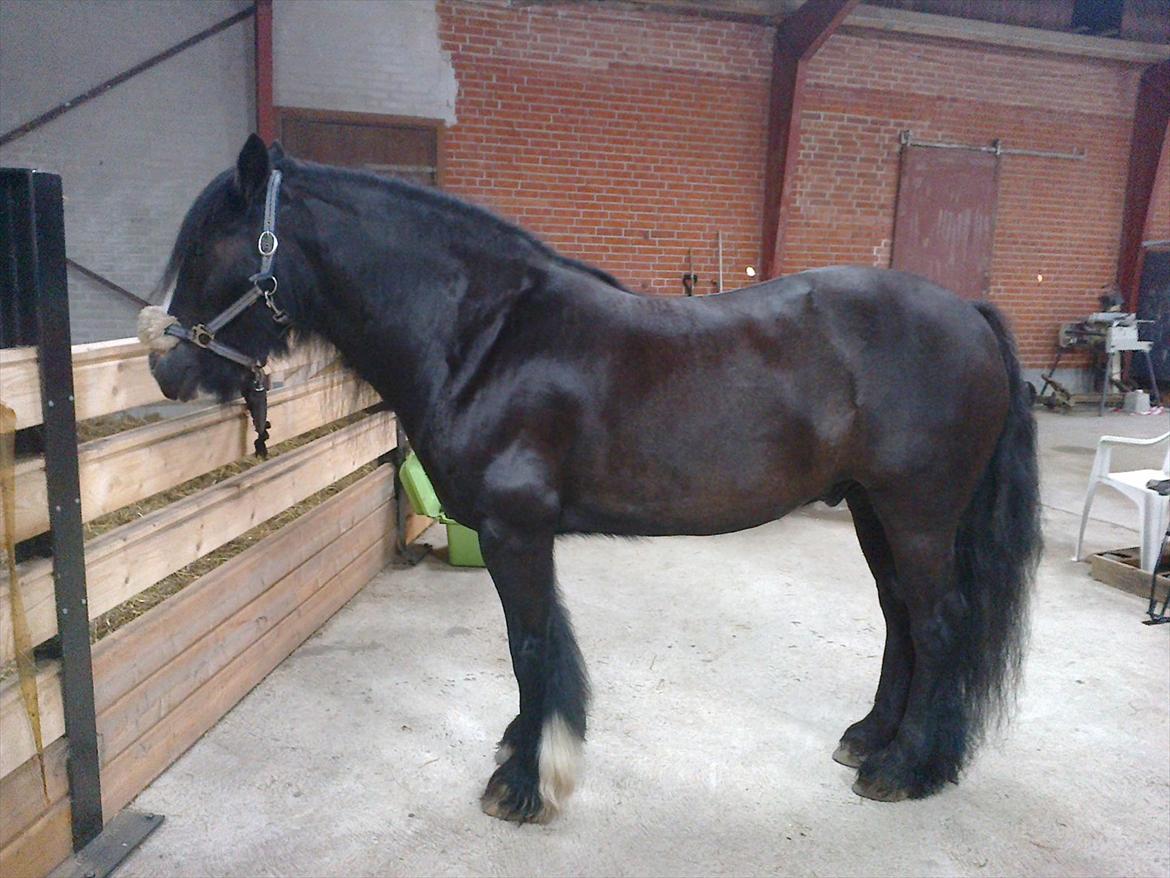 Irish Cob Zafir  billede 7