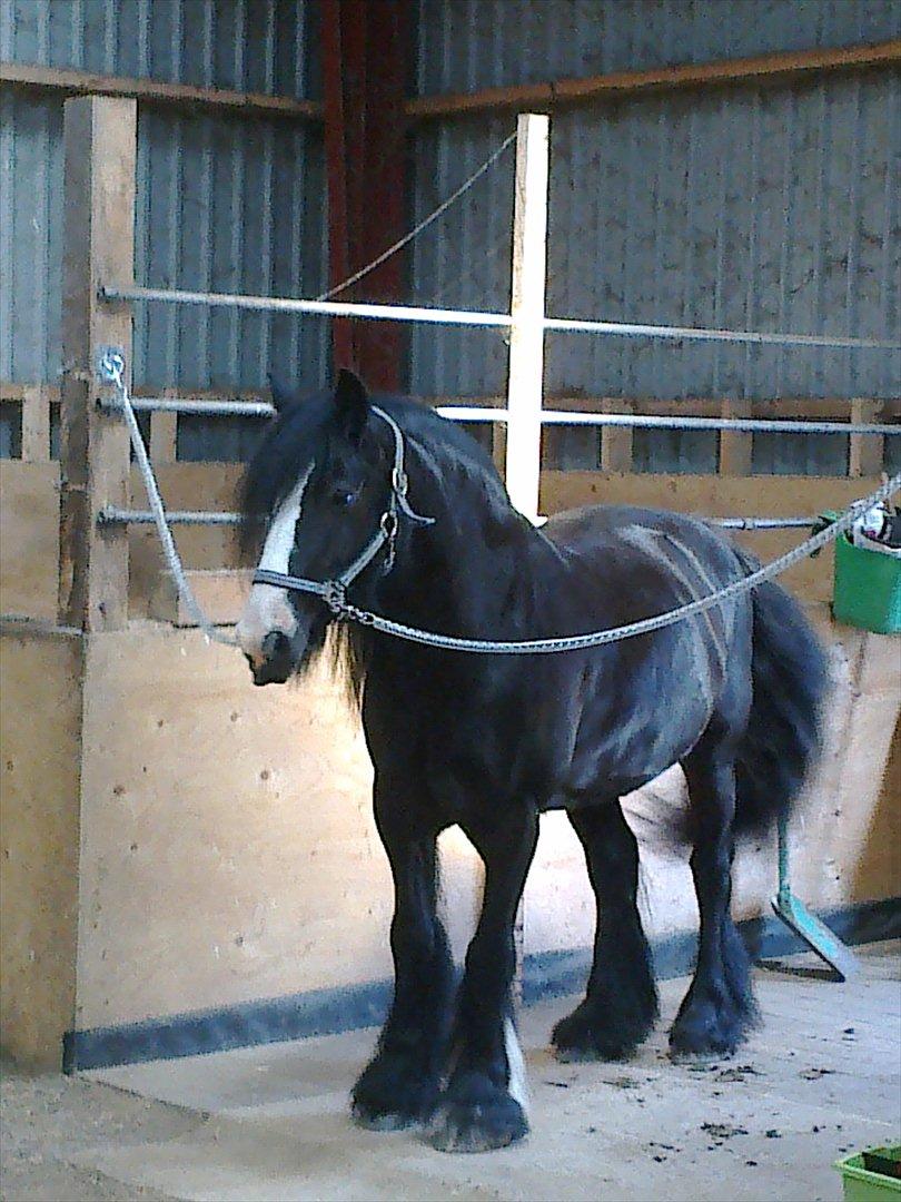 Irish Cob Zafir  billede 11