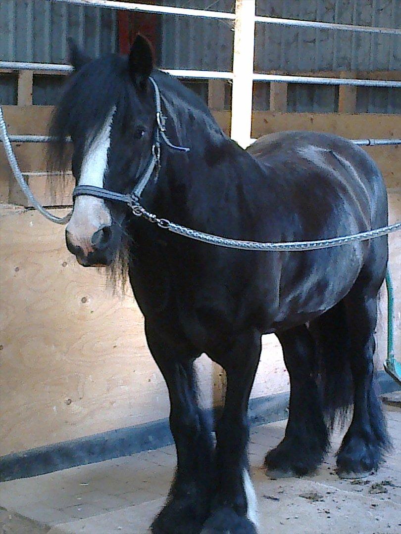 Irish Cob Zafir  billede 12