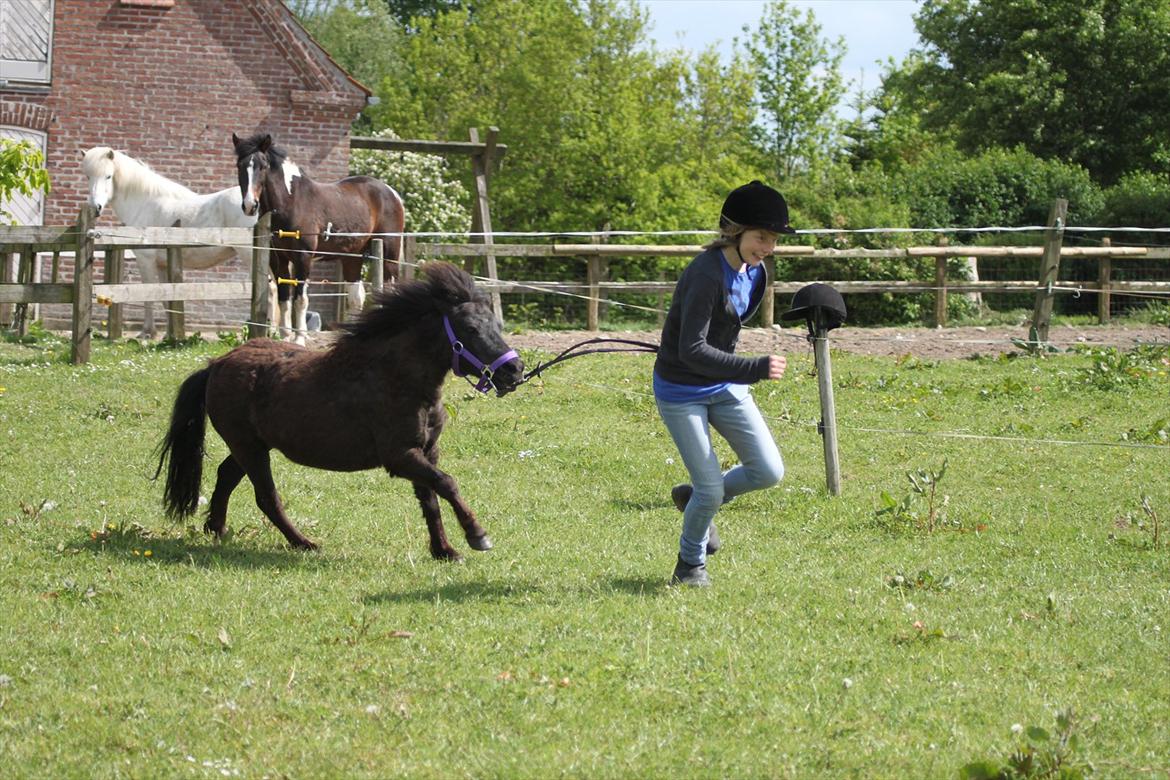 Shetlænder CIRKELINE - et af de sidste billeder inden hun gik bort.. <3
jeg glemmer dig aldrig.. *-: billede 13