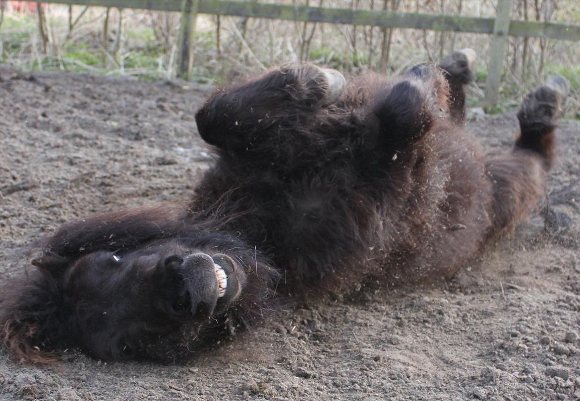 Shetlænder CIRKELINE - du fik mig altid til at smile og grine..<3 billede 14