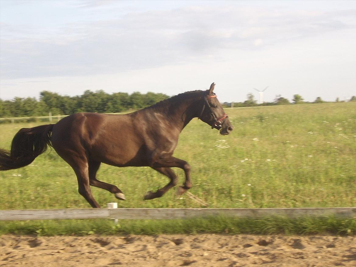 Frederiksborg Quintus Brentedal billede 7