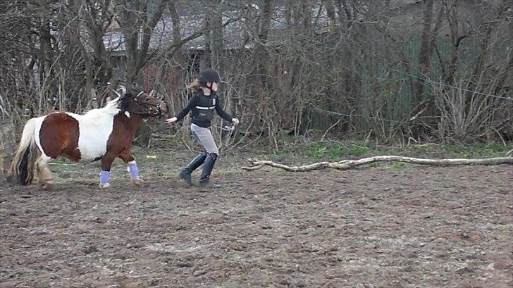 Shetlænder Punkerpunker  - Stædig pony billede 7