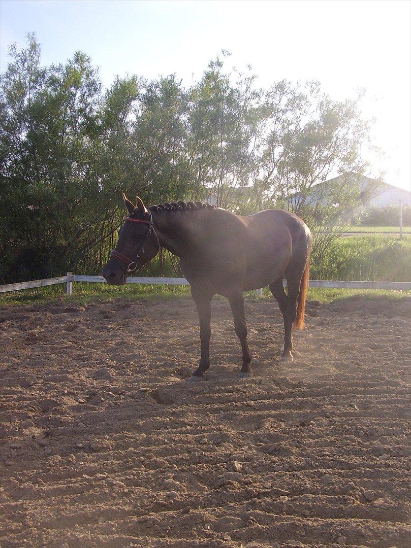 Frederiksborg Quintus Brentedal billede 12