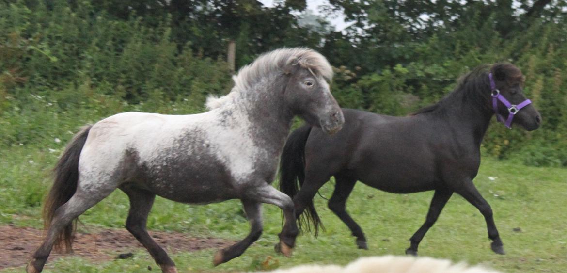 Shetlænder CIRKELINE billede 17