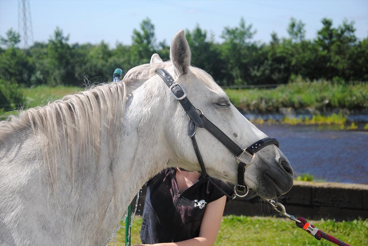 Pura Raza Española Blanca - Anden gang hun bliver vasket med vandslange, og det var vidste ikke så tosset alligevel. ;) - Foto: Kathrine Frosted billede 2