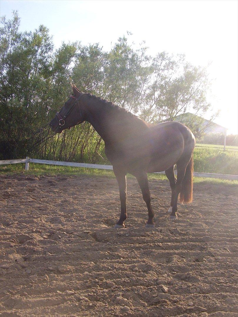 Frederiksborg Quintus Brentedal billede 9