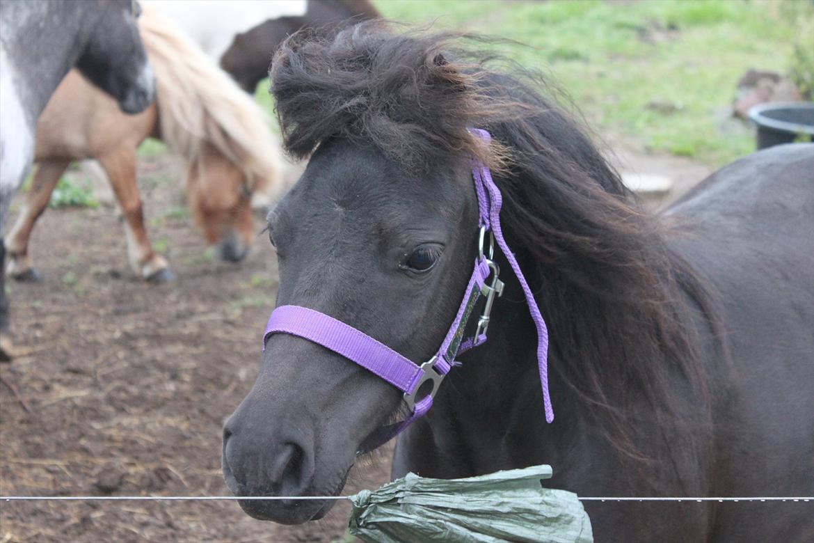 Shetlænder CIRKELINE - Husk jeg altid vil elske dig.. <3 billede 18
