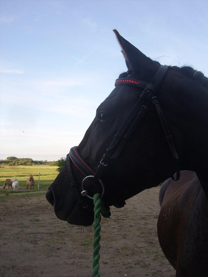 Frederiksborg Quintus Brentedal billede 3