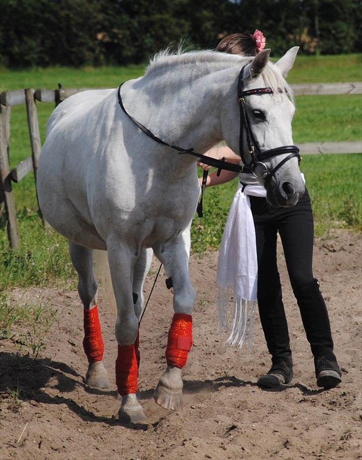 Pura Raza Española Blanca - Versade for hånd. Det er knap et halvt år siden vi sidst har trænet det, så synes hun gjorde det rigtig flot. :) - Foto: Kathrine Frosted billede 6