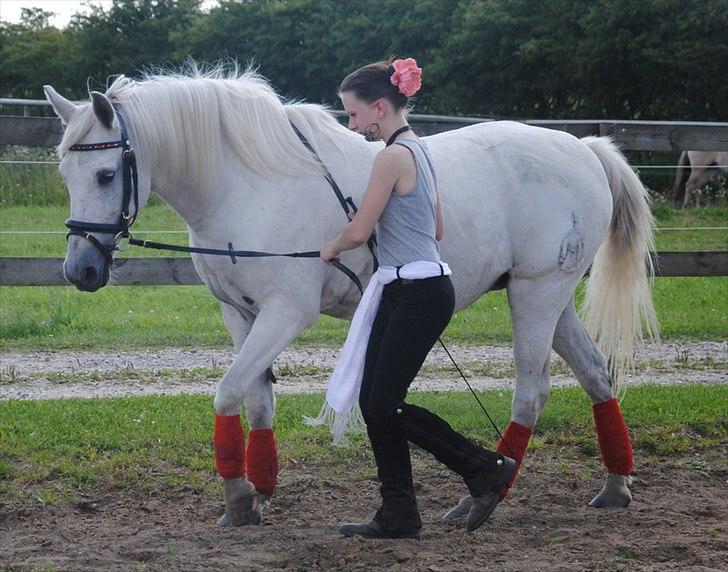 Pura Raza Española Blanca - Short Reins, ved at gøre klar til endnu en versade. - Foto: Kathrine Frosted billede 8