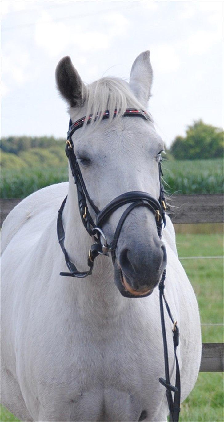 Pura Raza Española Blanca - My charming girl. xD - Foto: Kathrine Frosted billede 9