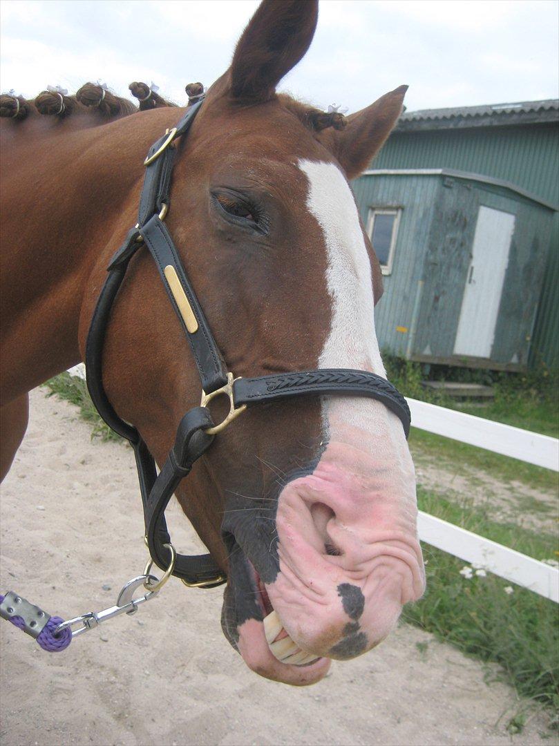 Anden særlig race Safi Rubin (SOLGT) billede 16