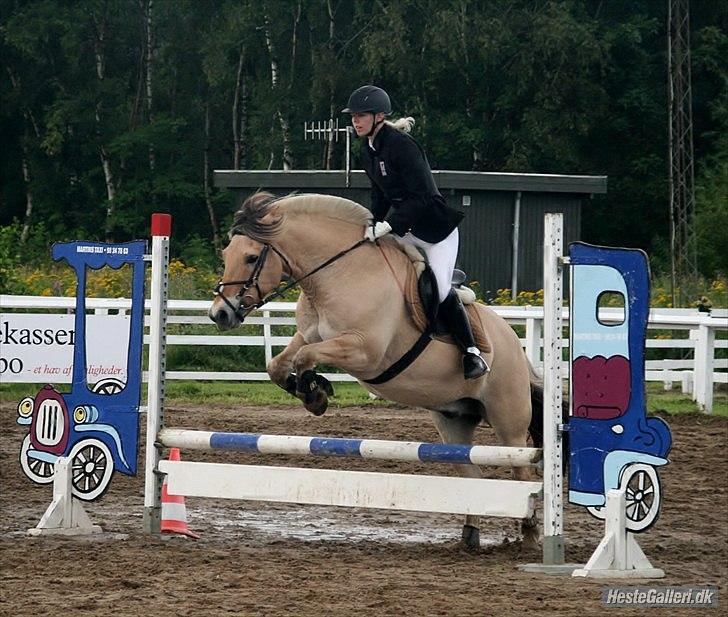 Fjordhest Gajol Møldrup - - Christinna - *NRC* .  billede 17