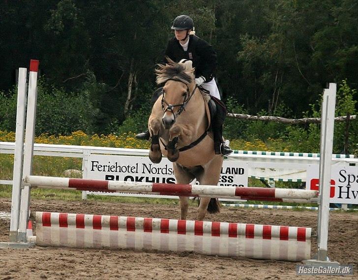 Fjordhest Gajol Møldrup - - Christinna - *NRC* .  billede 18