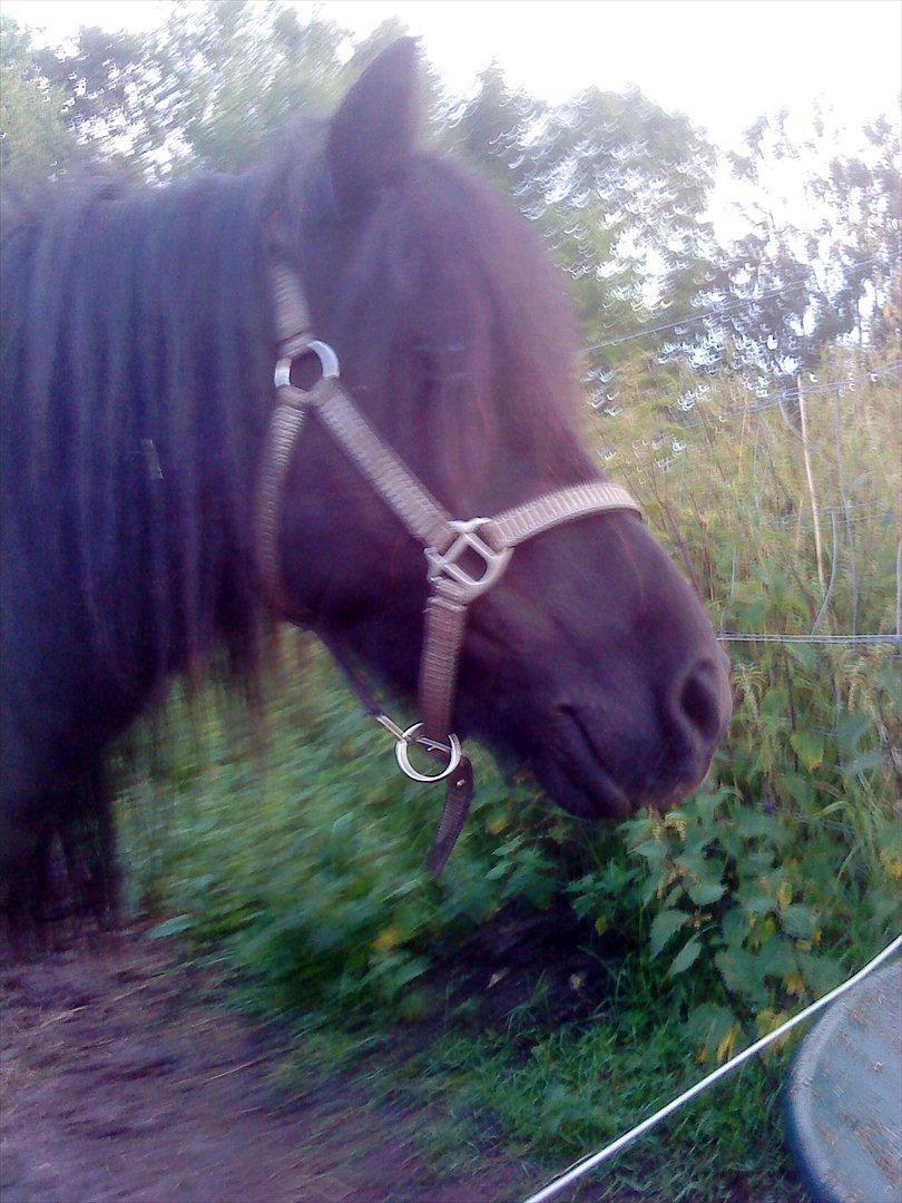 Shetlænder maggi billede 12