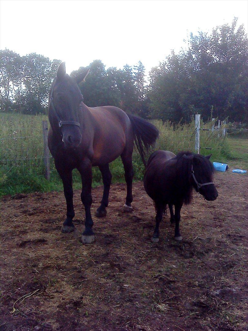 Shetlænder maggi billede 13