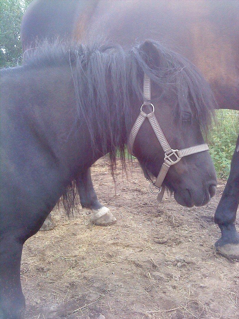 Shetlænder maggi billede 14