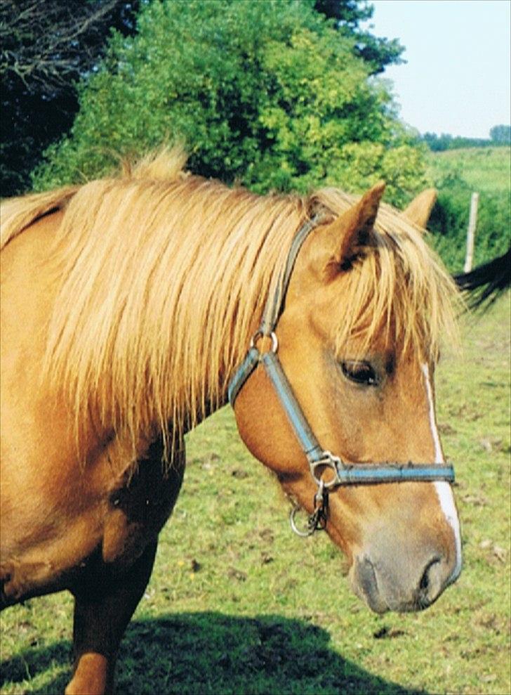 Anden særlig race R.I.P Bokki min skat :'( - Den dag du kom<3 Verdens bedste pony!! billede 13