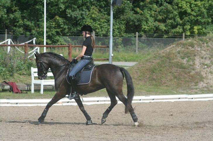 Tysk Sportspony Bravissima billede 3