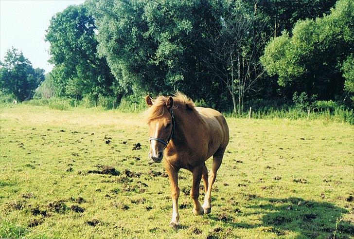 Anden særlig race R.I.P Bokki min skat :'( - Du vil altid ha den støreste plads i mit hjerte!!<3<3 billede 14