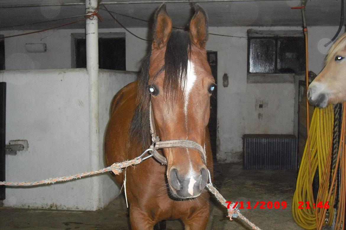 Arabisk fuldblod (OX) Lady Santana - Altså hvorfor skak jeg stå her???? billede 12