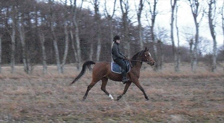 Arabisk fuldblod (OX) Lady Santana - 2. gang oppe på hende billede 18
