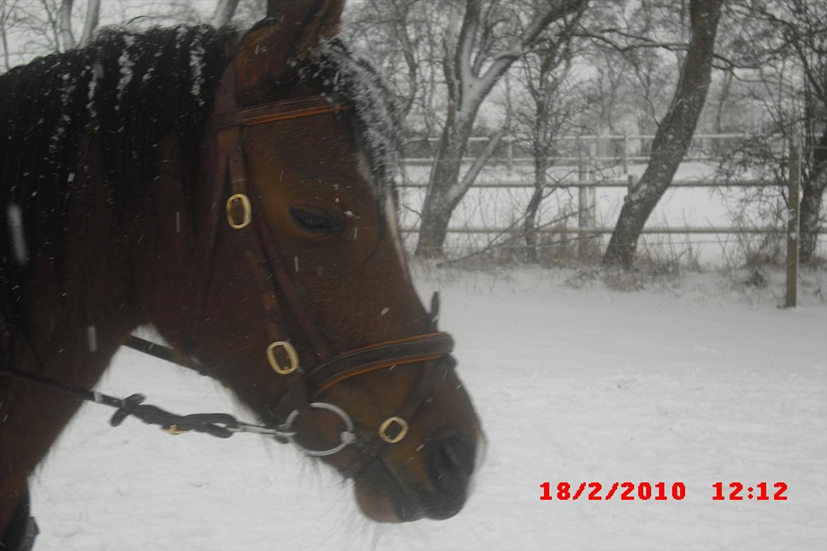 Arabisk fuldblod (OX) Lady Santana - puha det sneer i mine øjne billede 19
