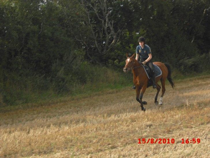 Arabisk fuldblod (OX) Lady Santana - Vild Vild galop billede 20