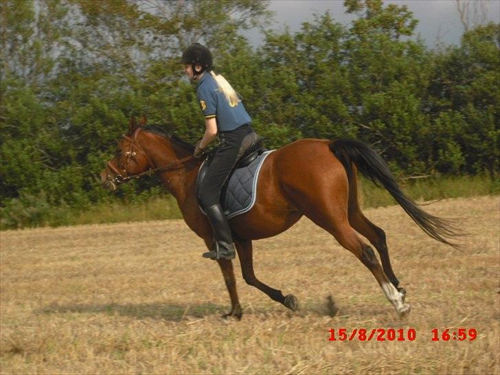 Arabisk fuldblod (OX) Lady Santana - Jessica i vild galop billede 17