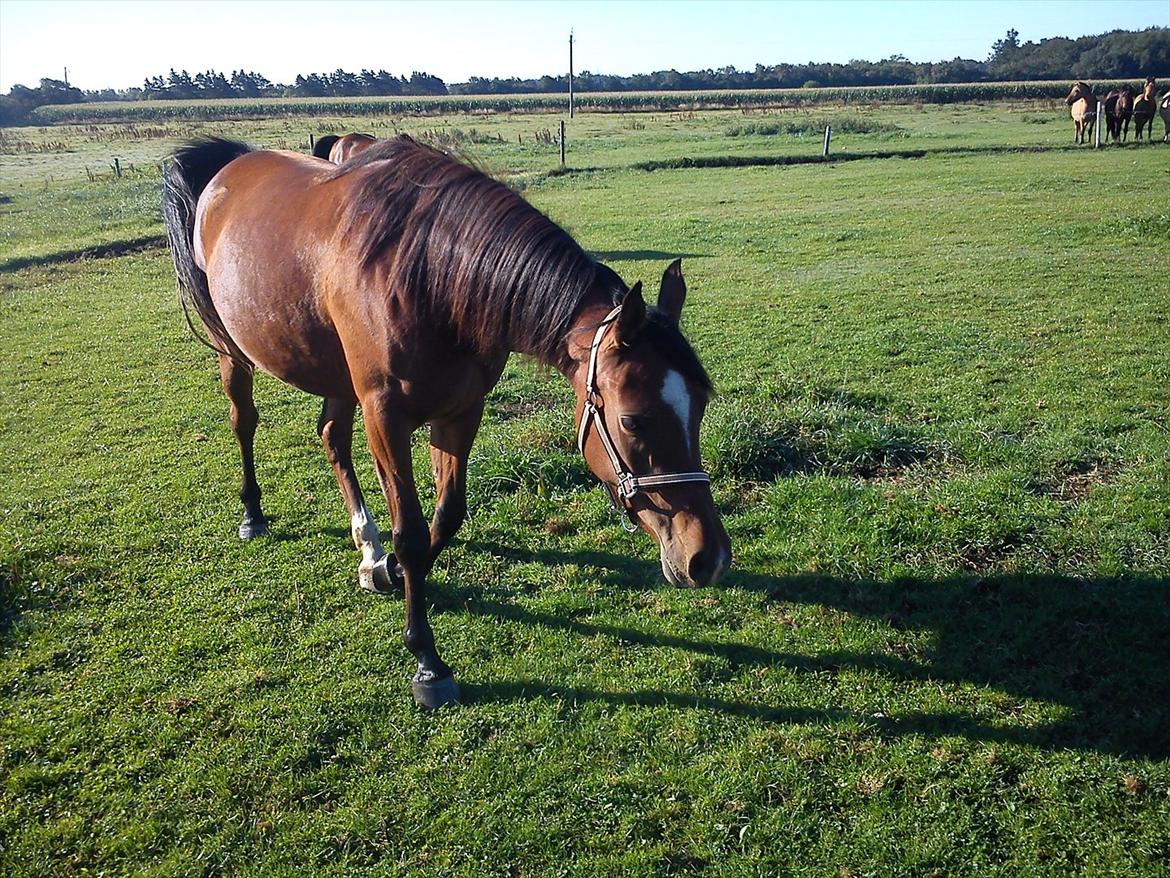 Arabisk fuldblod (OX) Lady Santana - Santana til hingst. Kan ikke lige se om det er hingsten eller Santana. For de ligner hinander. billede 10
